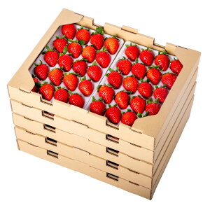 yX[p[SALEzʂЂ LTCY  1`5 140 (20 320g×2pbN) 1ʏd d16g`20g  C`S Y ݂炢 Ɩp Oؒ 쌧 