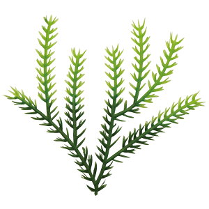 y4000z 2F 单H 00705073 vXe