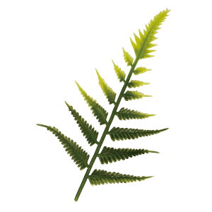 y5000z EW 单H 00705074 vXe