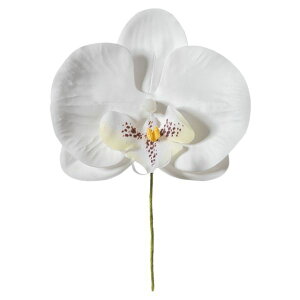 y1_zp Ӓt[[S zCg[1(10{) wbY 00459427