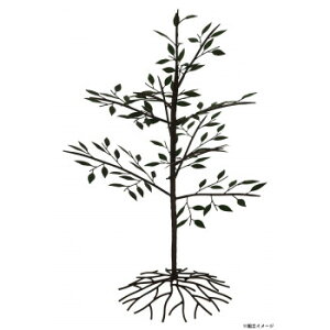 ACAc[  86753 fBXvCpɁyz