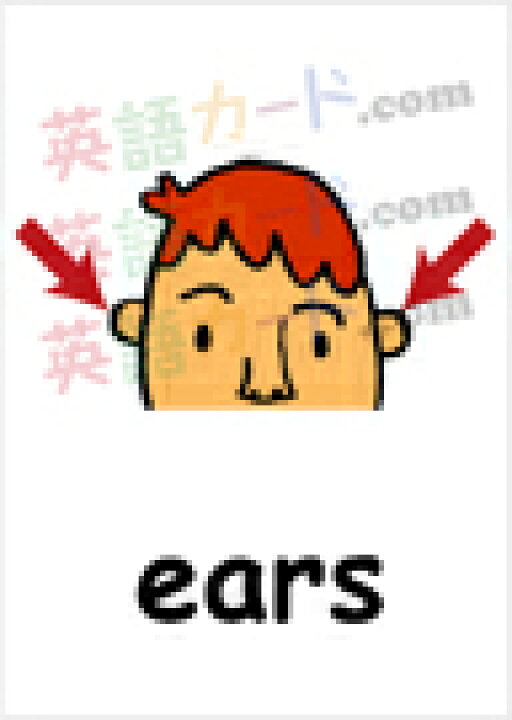 楽天市場 フラッシュカード えらべる 英語 カード Com 体の部分 ハガキサイズ 送料無料 七田式 英単語 １歳 ２歳 ３歳 ４歳 ５歳 ６歳 教材 学習 子供 子ども こども 小学校 幼稚園 中学校 チャンツ 星みつる式 幼児 小学生 単語カードえいご 絵本 1年 2年 3年 4年 5年