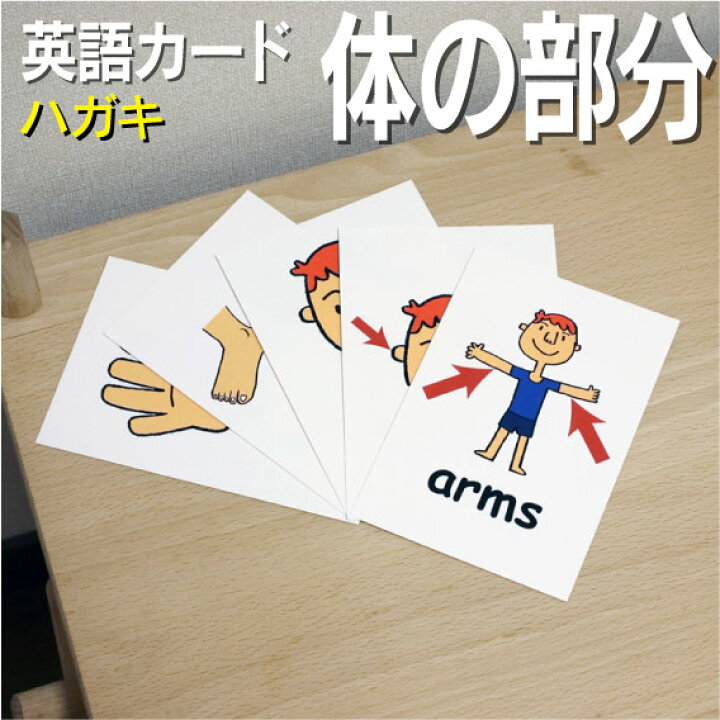 楽天市場 フラッシュカード 体の部分 ハガキサイズ 英語カード Com 送料無料 七田式 英単語 １歳 ２歳 ３歳 ４歳 ５歳 ６歳 教材 学習 子供 子ども こども 小学校 幼稚園 中学校 チャンツ 星みつる式 幼児 小学生 単語カードえいご 絵本 1年 2年 3年 4年 5年 6年