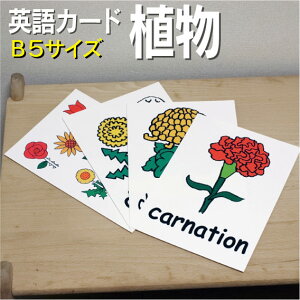 �t���b�V���J�[�h�y�A���z��B5�T�C�Y�� �p��J�[�h.com �������� �p�P�� 1�� 2�� 3�� 4�� 5�� 6�� ���� �w�K �q�� �q�ǂ� ���ǂ� ���w�Z �c�t�� ���w�Z �`�����c ���݂鎮 �c�� ���w�� �P��J�[