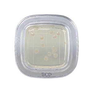 ؂`FbN(R)DD SCDV|n 1 (20) PD0023