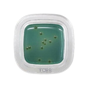 �؂���`�F�b�N(R)DD TCBS���V�|�n 1�� (100����) PD0014