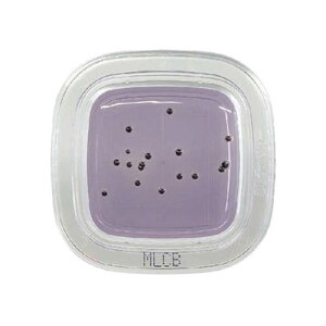 ؂`FbN(R)DD MLCBV|n 1 (100) PD0016