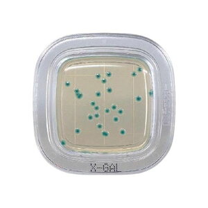 ؂`FbN(R)DD X-GALV|n 1 (20) PD0005