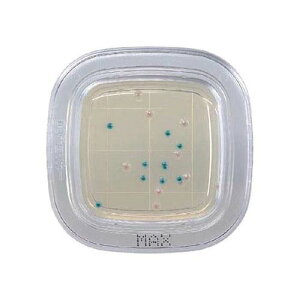 ؂`FbN(R)DD MAXV|n 1 (20) PD0007