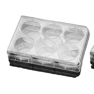 mg[ggv[g 6EF  t^t 1P[X (1*50pbN) 351146