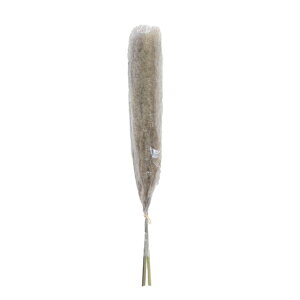 �y�E�H���}�[�g�u�����h�z���C���X�e�C�Y �p���p�X�O���X ��119cm Mainstays 47inchH Tall Decorative Natural Beige Pampas Grass �y�����񂹏��i�z
