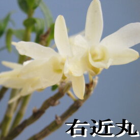 楽天市場 右近 花 ガーデン Diy の通販 楽天市場 右近 花 ガーデン Diy の通販