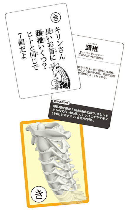 楽天市場 ラウンドフラット 骨かるた カードゲーム かるた カルタ 骨イラスト ヨガ ライフスタイル Psps