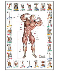 楽天市場 ラウンドフラット 筋肉トランプ カードゲーム かるた カルタ