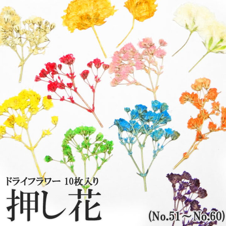 楽天市場 押し花 ドライフラワー 51 60 147 10枚入り Puchikoko プチココ