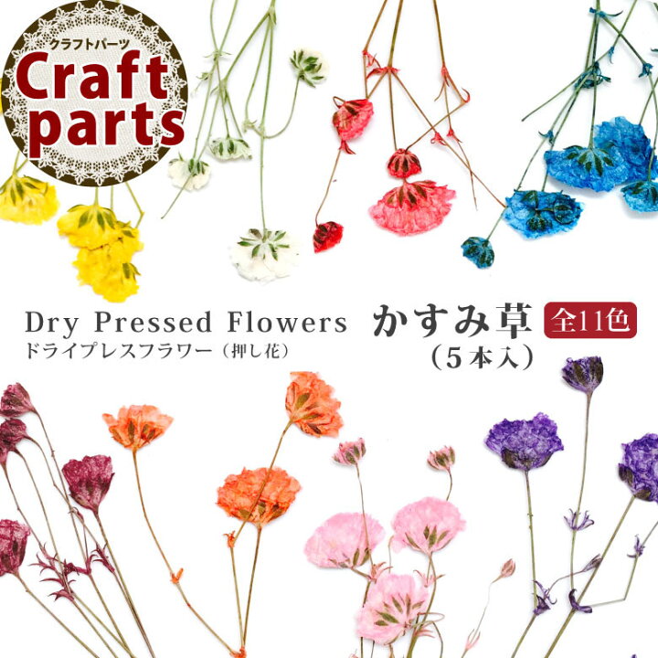 楽天市場 押し花 ドライプレスフラワー かすみ草 全11色 5本入 Puchikoko プチココ