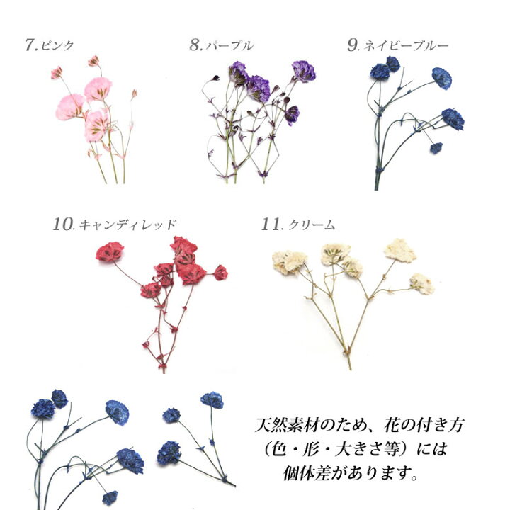 楽天市場 押し花 ドライプレスフラワー かすみ草 全11色 5本入 Puchikoko プチココ 楽天市場 押し花 ドライプレスフラワー かすみ草 全11色 5本入 Puchikoko プチココ