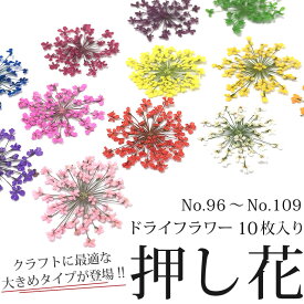 【楽天スーパーSALE】押し花 ドライフラワー （96-109） 10枚入り 大きめサイズ