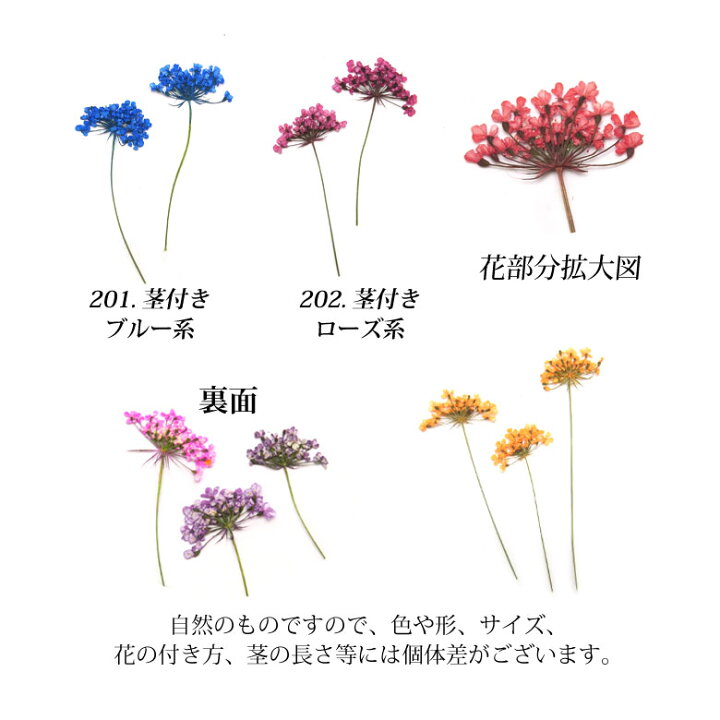 ドライ そらプリ 押し花 01 レースフラワー 12枚 イエロー Os0018