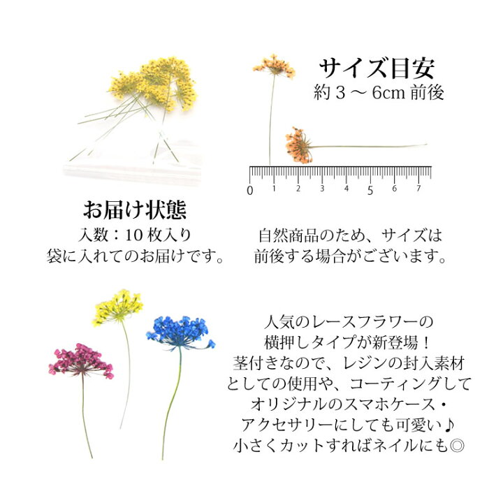 楽天市場 押し花 ドライフラワー 1 2 各種 10枚入り Puchikoko プチココ
