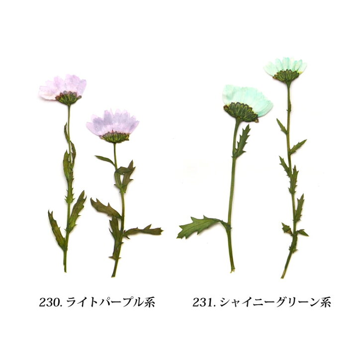 押し花素材 4136 小菊 絶対一番安い 小菊