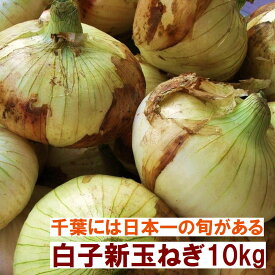 白子 新玉ねぎ 10kg ｢砂地の畑｣で 丹精込めて育てた 肉厚 養分たっぷりの 大きな新玉ねぎです 同じ白子新玉ねぎでも、土の畑で育てた白子新玉ねぎとは別格の美味しさです「糀弁当プクプク」が惚れ込んだ白子新玉ねぎ、千葉の初夏、旬の逸品を、どうぞお召し上がりください