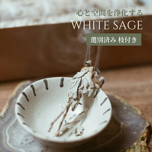 300~OFFN[|zzyNxɂ薈ׁz30g zCgZ[WYn i 򉻗p I[KjbN L@ _ whitesage NX^[^Cvi}t[tjX}bWO A