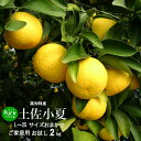 高知 愛媛産小夏ご家庭用2kg日向夏・ニューサマーオレンジ・日向夏北海道1000円沖縄送料1500円【RCP】10P30May15