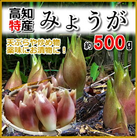 高知産・みょうが約500g入り(送料別)05P03Sep16プレミアムおかわり！にっぽん須崎市