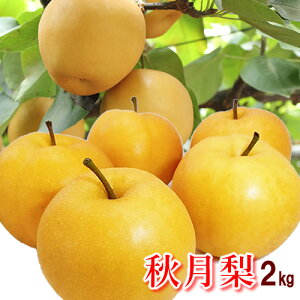 yzmY ʏH(Â) 2kg(4ʁ`8ʑO)akC1000~Eꑗ1500~05P03Sep16