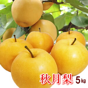 yzmY ʏH(Â) 5kg(10ʁ`14ʑO)akC1000~Eꑗ1500~05P03Sep16