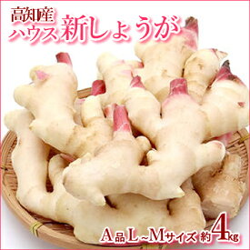 【送料無料】・高知産春の新生姜4kgハウス物　北海道1000・沖縄送料1500円10P30May15