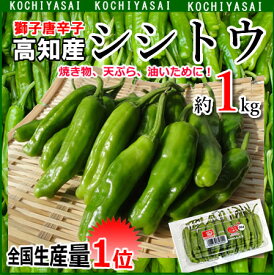 高知産ししとう約1kしし唐がらしシシトウ