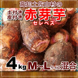 楽天市場 里芋 セレベスの通販 楽天市場 里芋 セレベスの通販