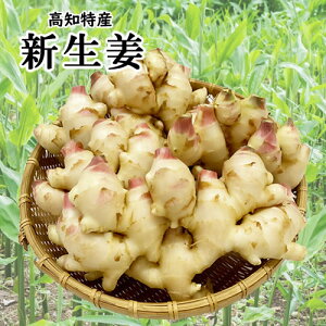 �y���������z���I�����@���m�Y�@B���i �V���傤���@��2kg�@�n�E�X�͔|�@���I�@���傤���@�@���Ɛ��@�Ð|�Ђ��@�k�C��1000�E���ꑗ��1500�~�ysmtb-KD�z10P30May15
