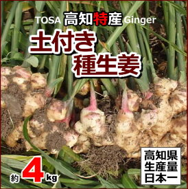 楽天市場 種生姜の通販