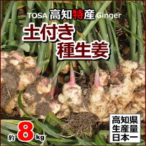 楽天市場】種生姜 高知の通販