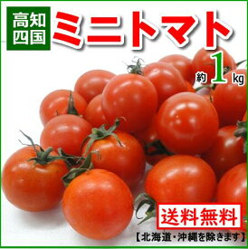 楽天市場 プチトマトの通販
