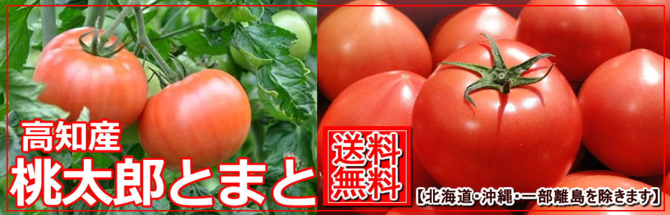 桃太郎トマト