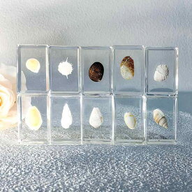 置物 昆虫標本 レジン 琥珀風 クリスタル樹脂 サソリ クモ カブトムシ 本物 生物標本 オーナメント インテリア 雑貨 卓上 オブジェ ディスプレイ コレクション 理科 教材 文鎮 ペーパーウェイト ギフト