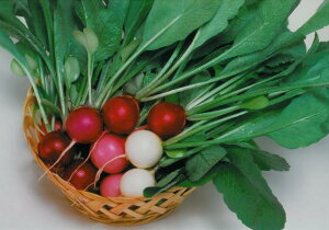 I[KjbN yǍ ݂ǂ̃{[ ؉Zbg ƒ؉ Lbg y Xy[X   ͔|Lbg  ~bNX^X ؉Lbg x_ ȒP v^[ Zbg ͔|Z