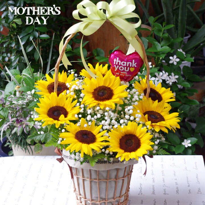 楽天市場 母の日 ひまわり かすみ草 アレンジメント フラワーアレンジメント 人気 ギフト 花 プリフラワー 楽天市場 母の日 ひまわり かすみ草 アレンジメント フラワーアレンジメント 人気 ギフト 花 プリフラワー