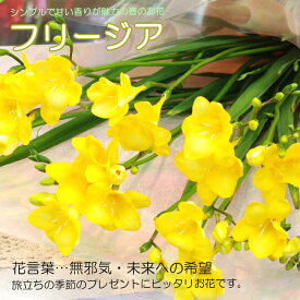 【フリージアの花束】フリージア・花束・ご指定でかすみ草も入れられます♪