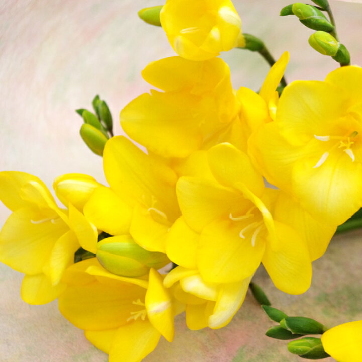 楽天市場 フリージアの花束 フリージア 花束 ご指定でかすみ草も入れられます プリフラワー