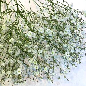 生花 かすみ草の人気商品 通販 価格比較 価格 Com 生花 かすみ草の人気商品 通販 価格比較 価格 Com