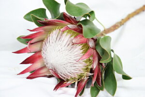 PURIZA yԁz veA(sN) AW ԑ u[P ԍ 1{