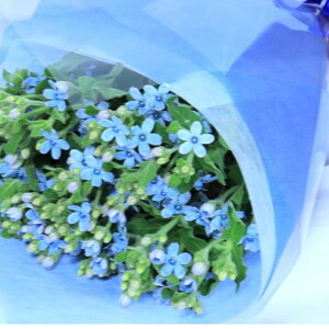 生花 ブルースター 花束の人気商品 通販 価格比較 価格 Com