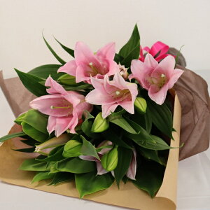 yԑz}\1000~N[|܂/yPURIZAzS ԑ ̓ y؉ԁzsN t[ Mtg v[g We[