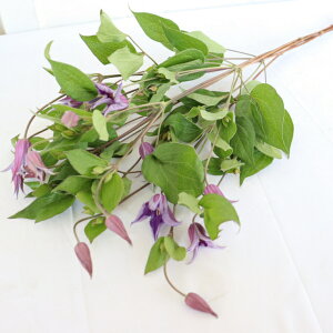 uԁvN}`XiUuWfgnj5{ FIׂuS̔v u_IȔv  ԑ AWg