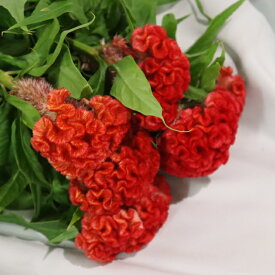 【生花】ケイトウ（久留米）5本 色選べる「おしゃれ」「奇妙」生け花 花束 アレンジメント